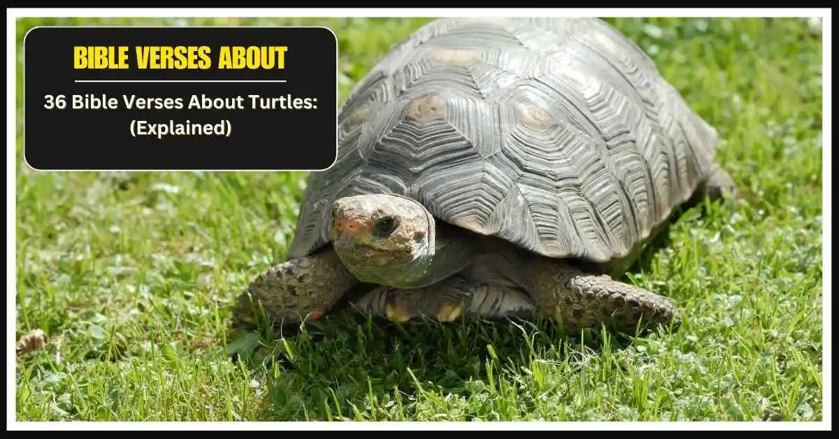 Bible Verses About Turtles